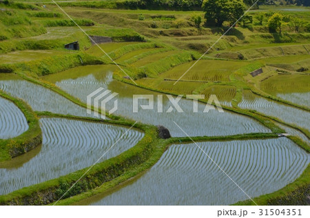 周南市中須北地区の棚田 周南市中須北地区の棚田 31504351