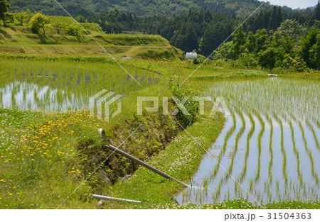 周南市中須北地区の棚田 31504363
