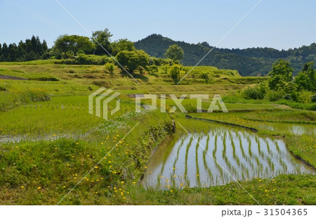 周南市中須北地区の棚田 31504365