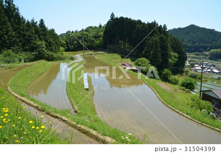 周南市中須北地区の棚田 31504399