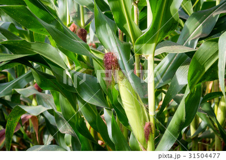 Sweet corn in the garden Sweet corn in the garden 31504477