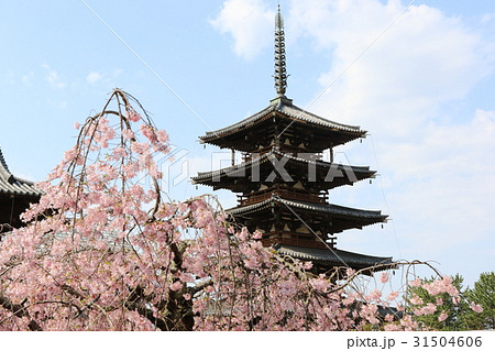 法隆寺の五重塔と枝垂桜 31504606