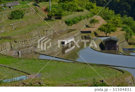 周南市小畑地区の棚田 31504831