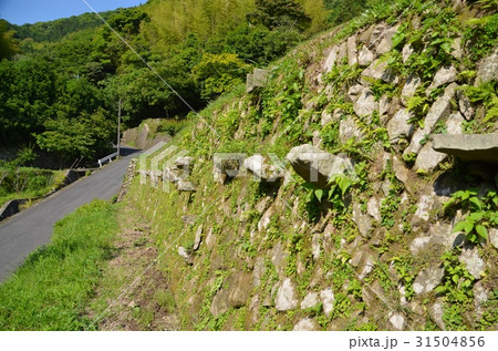 周南市小畑地区の棚田 周南市小畑地区の棚田 31504856