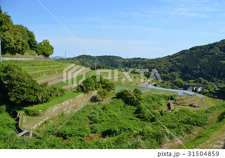 周南市小畑地区の棚田 周南市小畑地区の棚田 31504859