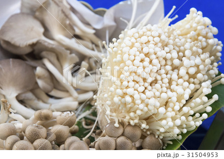 The variety type of mushroom The variety type of mushroom 31504953