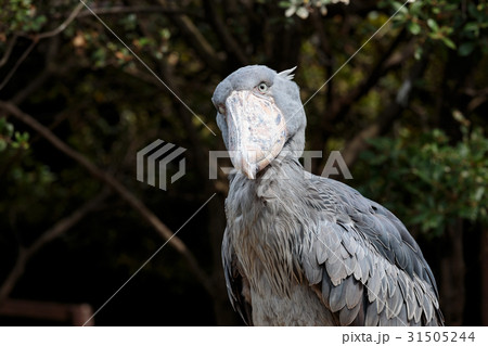 ハシビロコウ ハシビロコウ 31505244