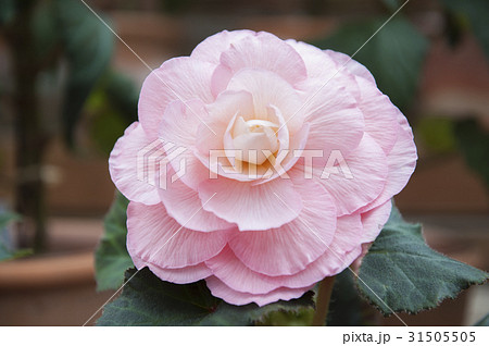 begonia 31505505