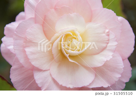 begonia 31505510