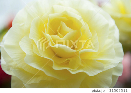 begonia 31505511