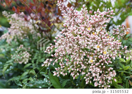 南天の花 31505532