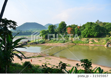 ラオスの世界遺産　夕暮れのルアンパバーン　竹橋を渡る僧侶  31505667