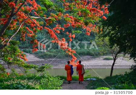 ラオスの世界遺産　夕暮れのルアンパバーン　土手を歩く僧侶と美しい赤い花　 31505700