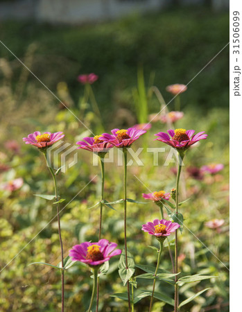 百日草の花 31506099