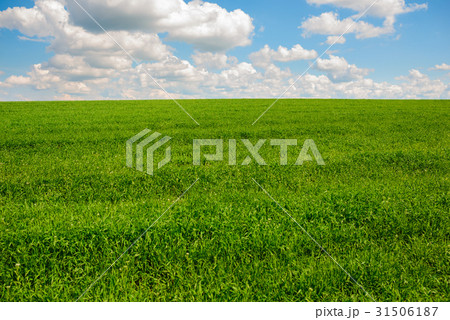 Green grass and blue sky with white clouds 31506187