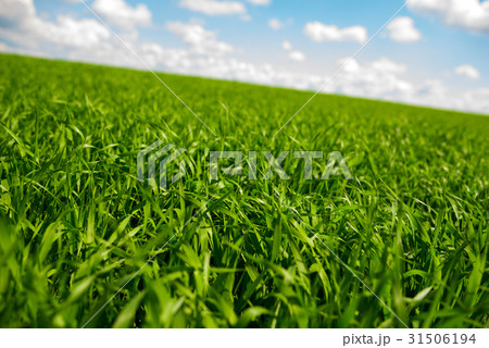 Green grass and blue sky with white clouds 31506194