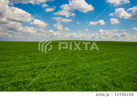 Green grass and blue sky with white clouds 31506208