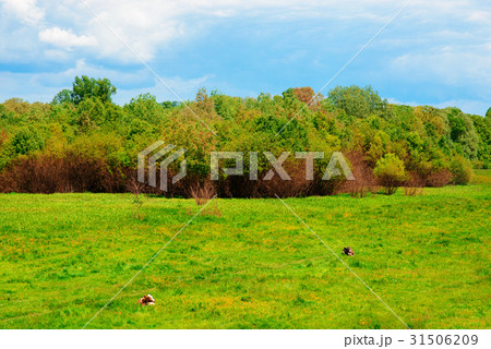 Morning Sunrise with Cows 31506209