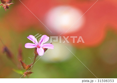 ヒメフウロ 31506353