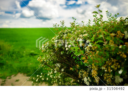 Field with colors and blue sky with clouds Field with colors and blue sky with clouds 31506492