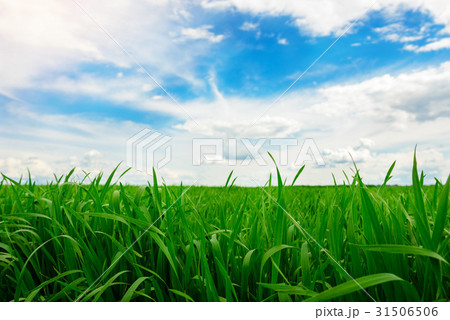 Green grass field and bright blue sky background 31506506