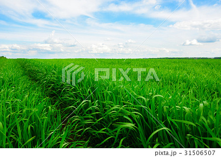 Close up of fresh thick grass with water drops 31506507
