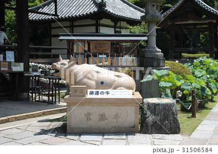 三室戸寺・勝運の牛 31506584
