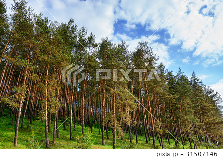 pine forest under deep blue sky 31507146