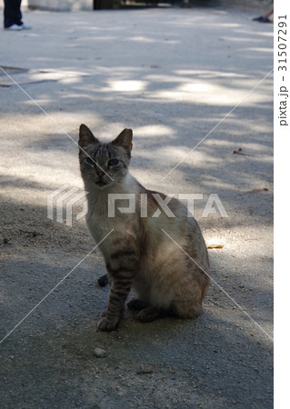 動物 動物学 猫 31507291