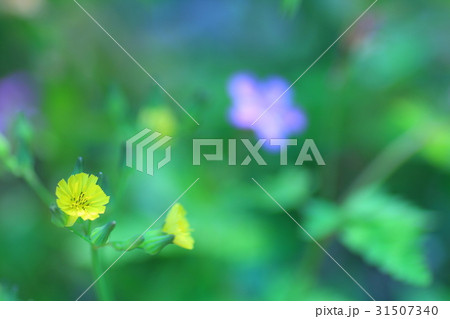 黄色い小花 黄色い小花 31507340