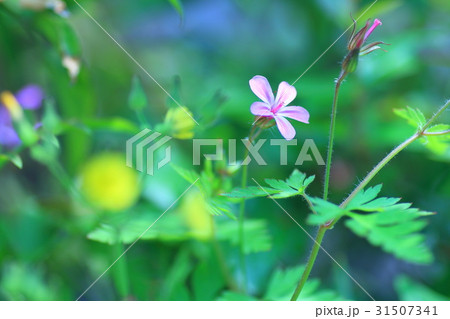 ヒメフウロ ヒメフウロ 31507341