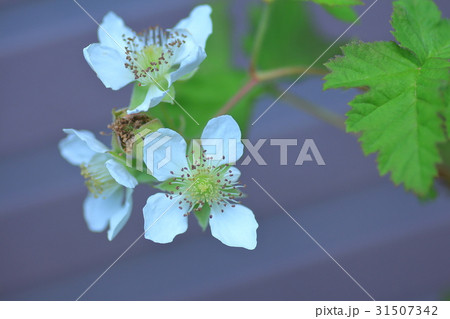 ブラックベリーの白い花 ブラックベリーの白い花 31507342