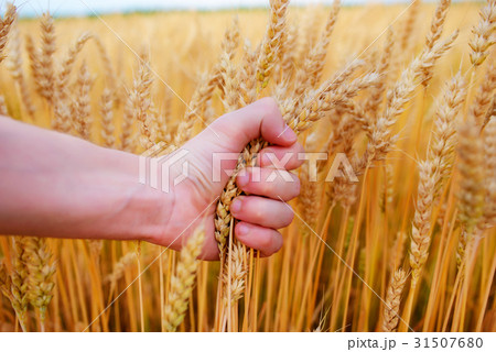 Wheat ears in the man's hand.  31507680