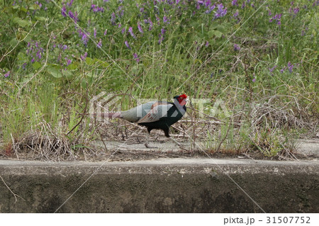 野鳥 キジ オス 天の川河川敷 大阪府枚方市の写真素材