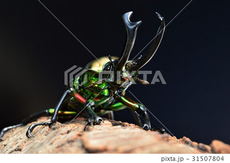 ニジイロクワガタの樹木の上で 黒背景 ニジイロクワガタの樹木の上で 黒背景 31507804