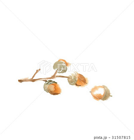 秋の森、素材、どんぐり 31507815