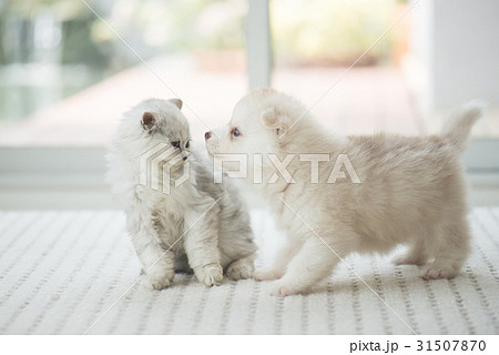 Cute kitten and puppy playing Cute kitten and puppy playing 31507870