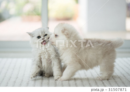 Cute kitten and puppy playing 31507871