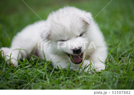 Cute siberian husky puppy Cute siberian husky puppy 31507882