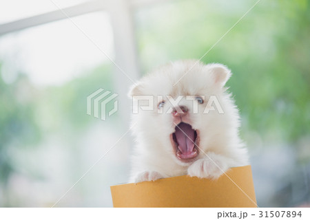 siberian husky puppy playing in a cylinder box siberian husky puppy playing in a cylinder box 31507894