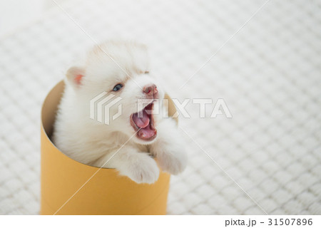 siberian husky puppy  playing in a cylinder box 31507896