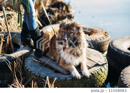 Woman playing with Caucasian shepherd dog, autumn 31508063