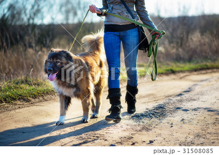 Caucasian shepherd dog outdoor exterior portrait Caucasian shepherd dog outdoor exterior portrait 31508085