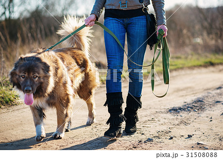 Caucasian shepherd dog outdoor exterior portrait 31508088