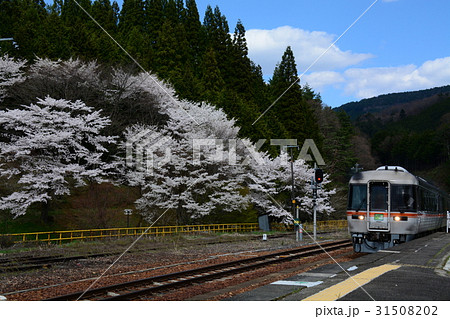 臥龍桜とワイドビューひだ 31508202