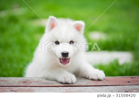 siberian husky puppy playing in the park 31508420