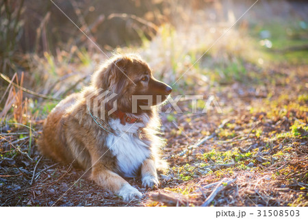 Caucasian shepherd dog outdoor exterior portrait 31508503