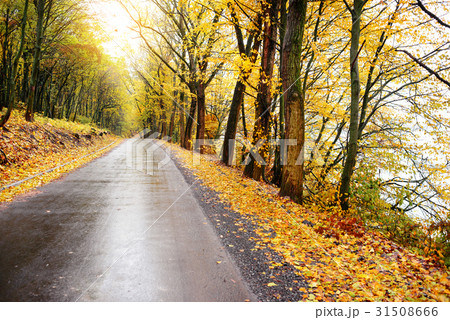 Autumn landscape in the forest with old road Autumn landscape in the forest with old road 31508666
