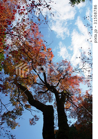 雄大な秋の空に伸びる紅葉樹 31508786
