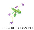 菫 31509141
